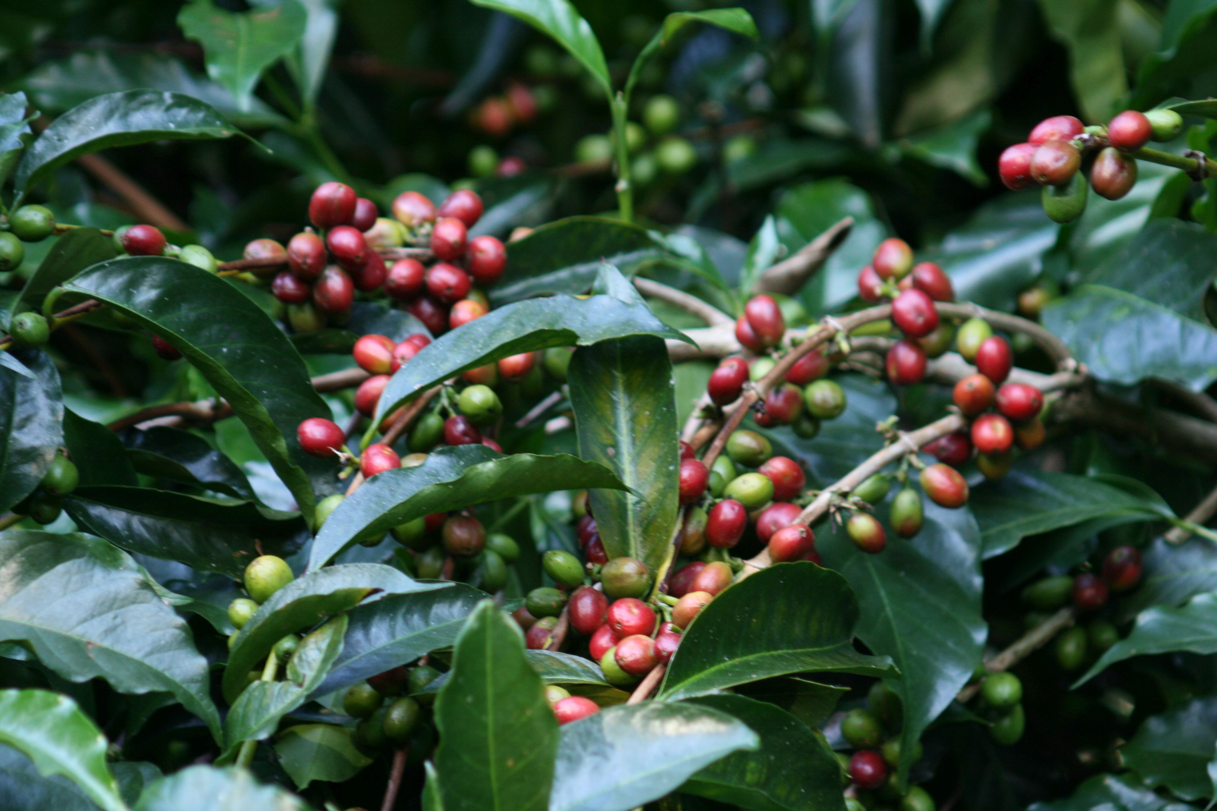 Coffee Tours